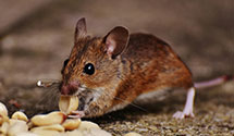 24 Hour & Emergency Exterminators in Loretto, MN